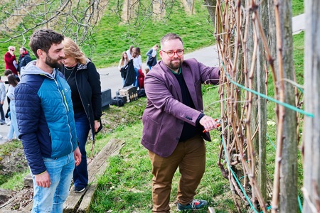 Rez potomke Sˇkalce 26